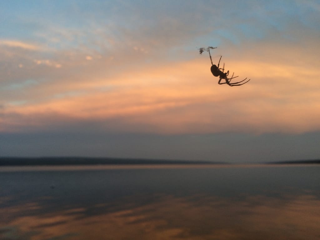 Araneae I