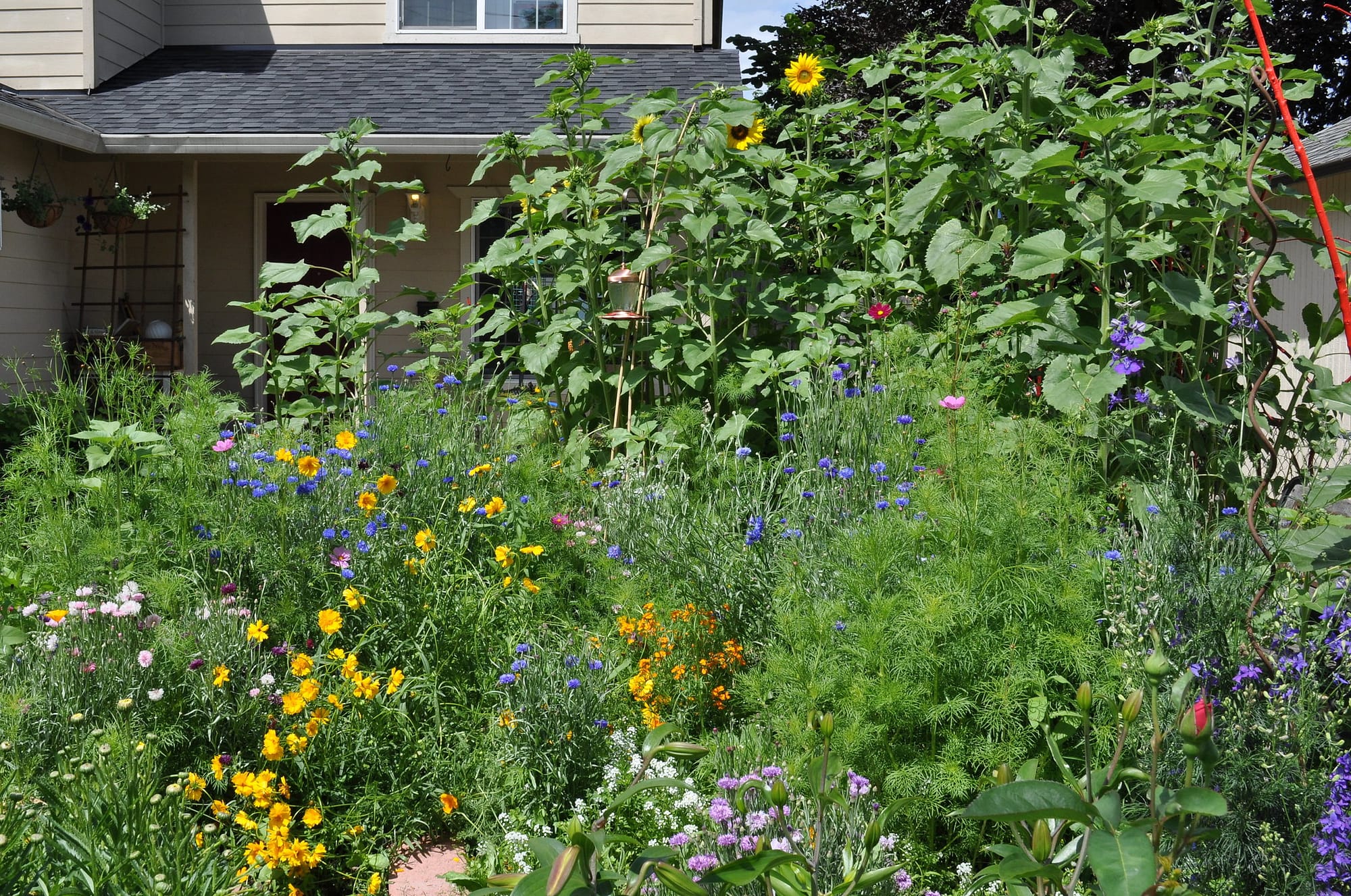 A pollinator garden with many different shapes, sizes, textures, and colors of flowers and plants
