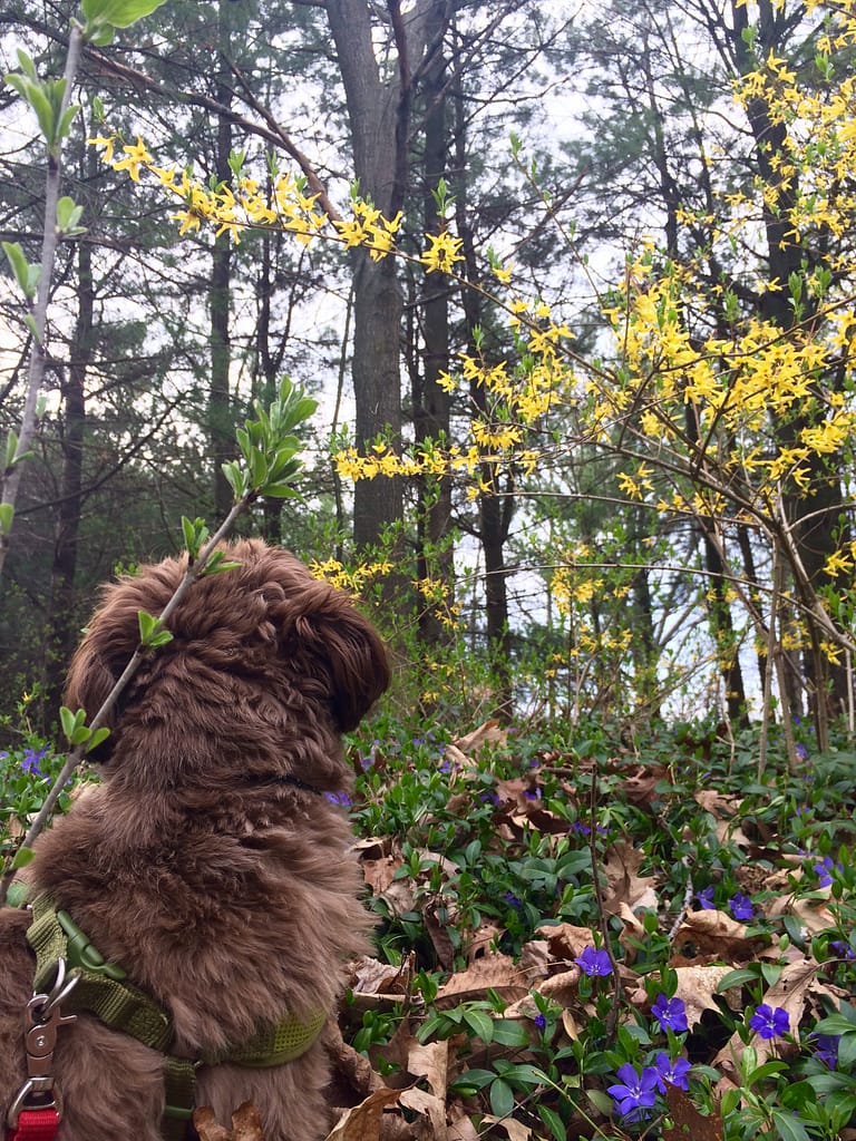Springtime Walk
