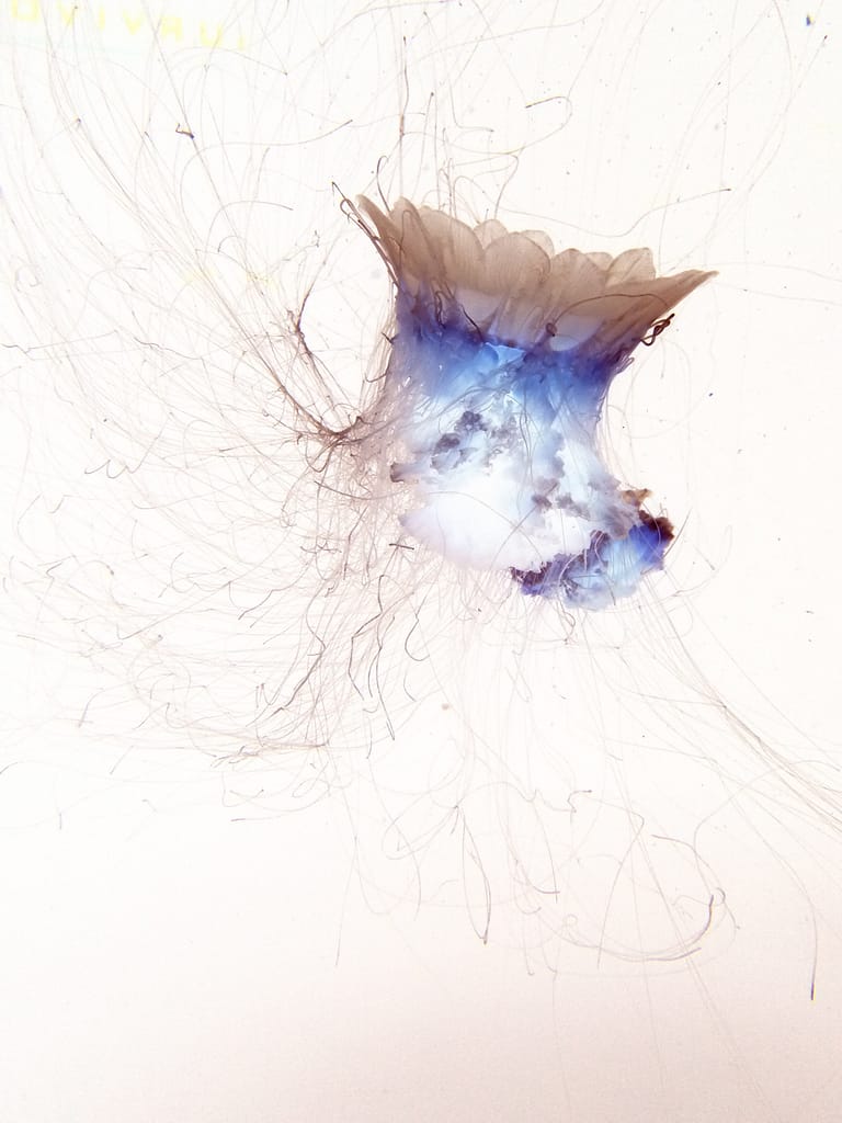 Medusozoa III
